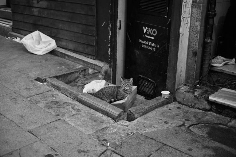 pexels-photo-33918339-2