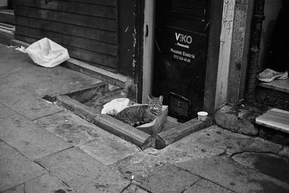 pexels-photo-33918339-3